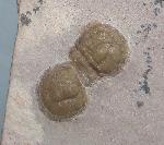 Peronopsis interstricta (WHITE 1874) - Bild &copy; FossNet FossilienStore